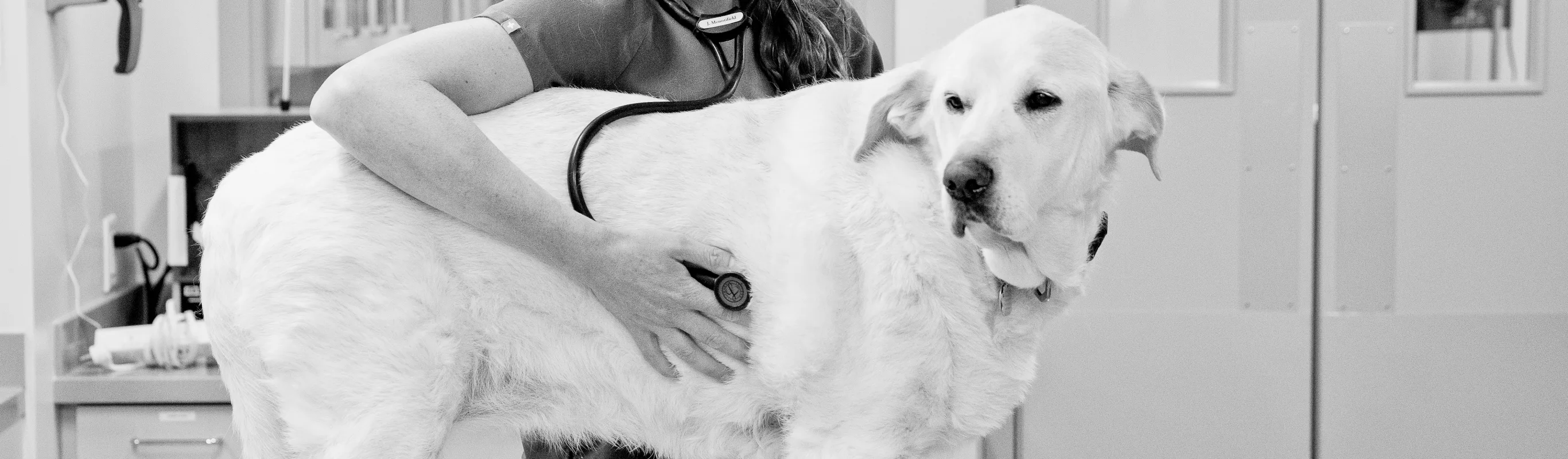 Black and white photo of an Eagleview Veterinary Hospital staff member examining a dog.